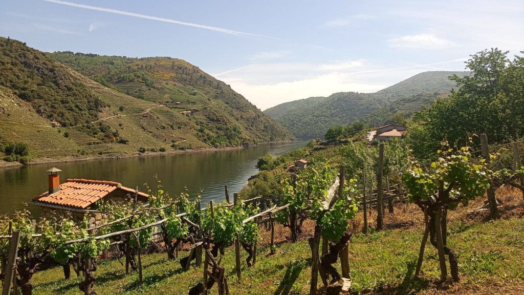 La ruta pasa por viñedos que se encuentran pegados al río Sil.