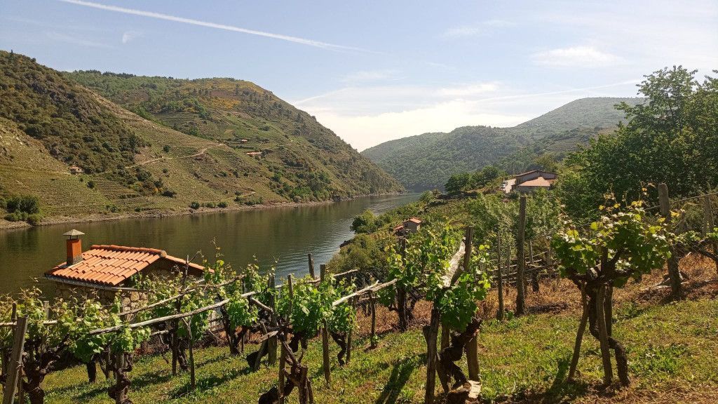 La ruta pasa por viñedos que se encuentran pegados al río Sil.