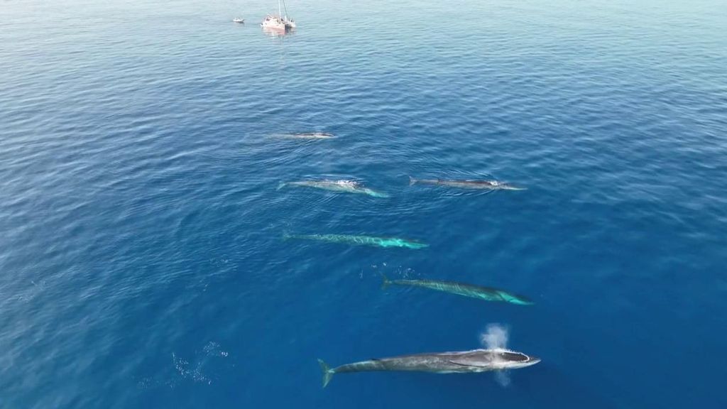 Las ballenas se acercan a la costa mediterránea de España
