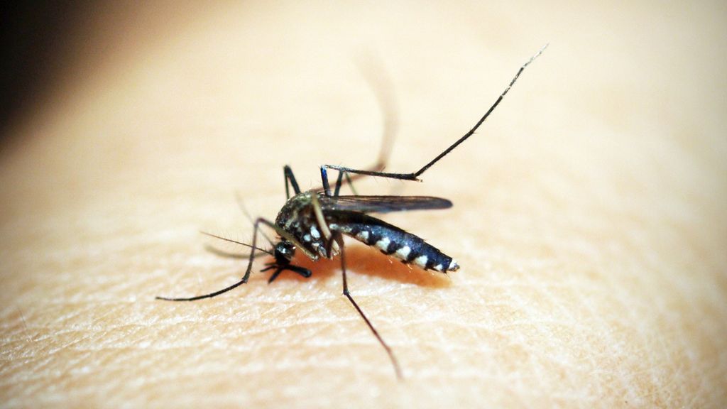 ¿Por qué pican las picaduras de mosquito?