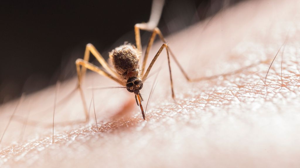 ¿Por qué pican las picaduras de mosquito?