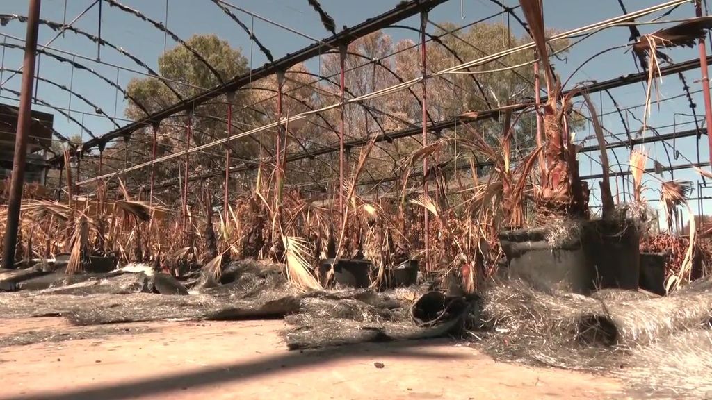 El incendio de Jerez arrasa con el vivero de los Olmedo, un negocio familiar de más de 50 años