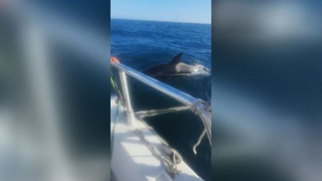 El susto de los tripulantes de un barco de recreo ‘atacado’ por unas orcas en A Coruña