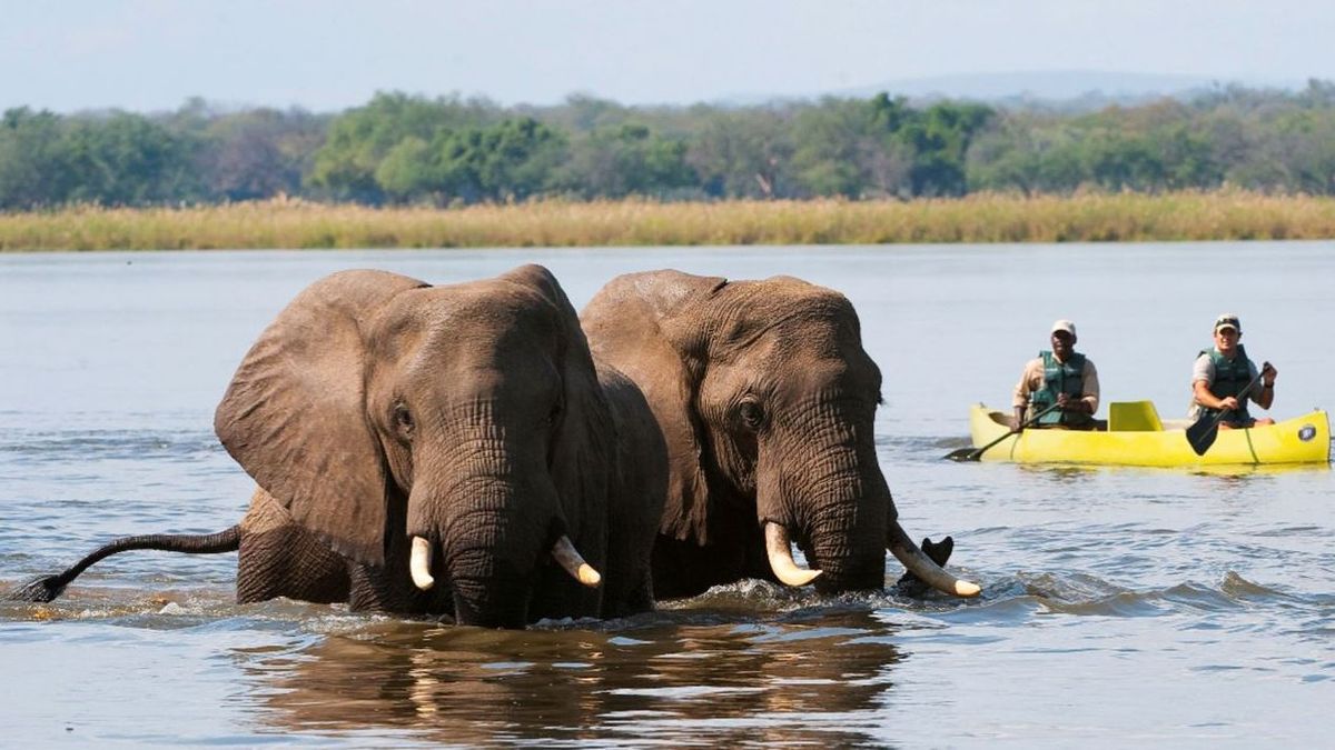 Elefantes en el parque natural de Zimbabue