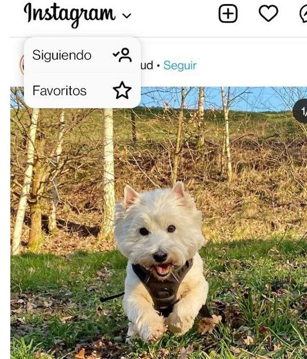 favoritos siguiendo instagram