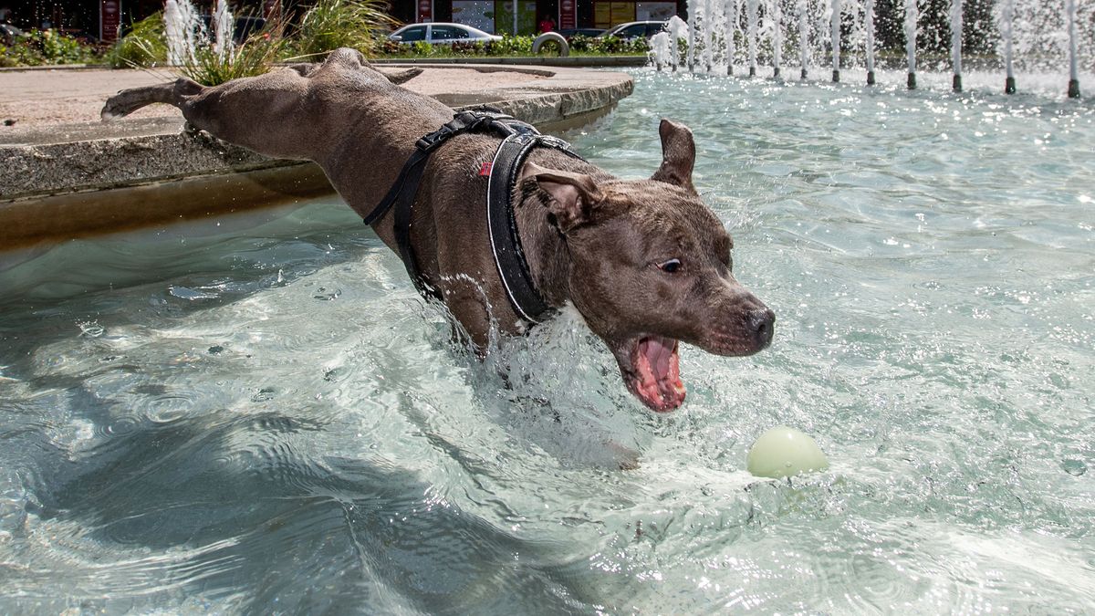 Un perro se refresca en una fuente