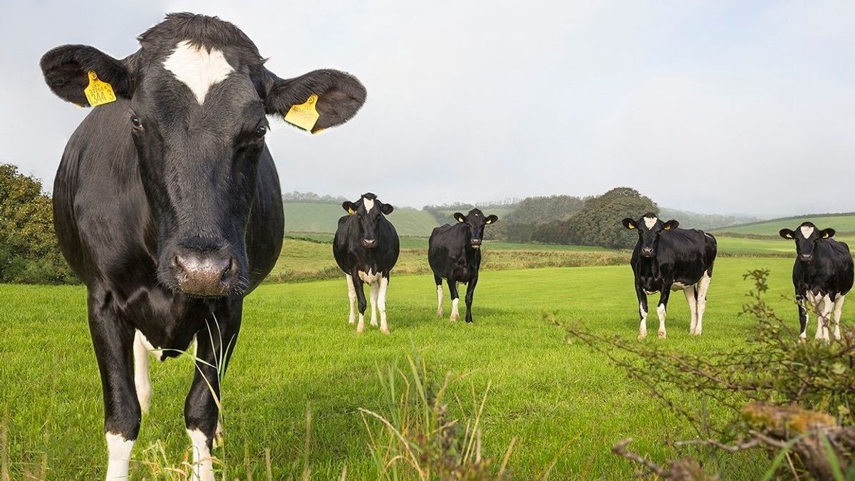 Vacas lecheras Vacas lecheras