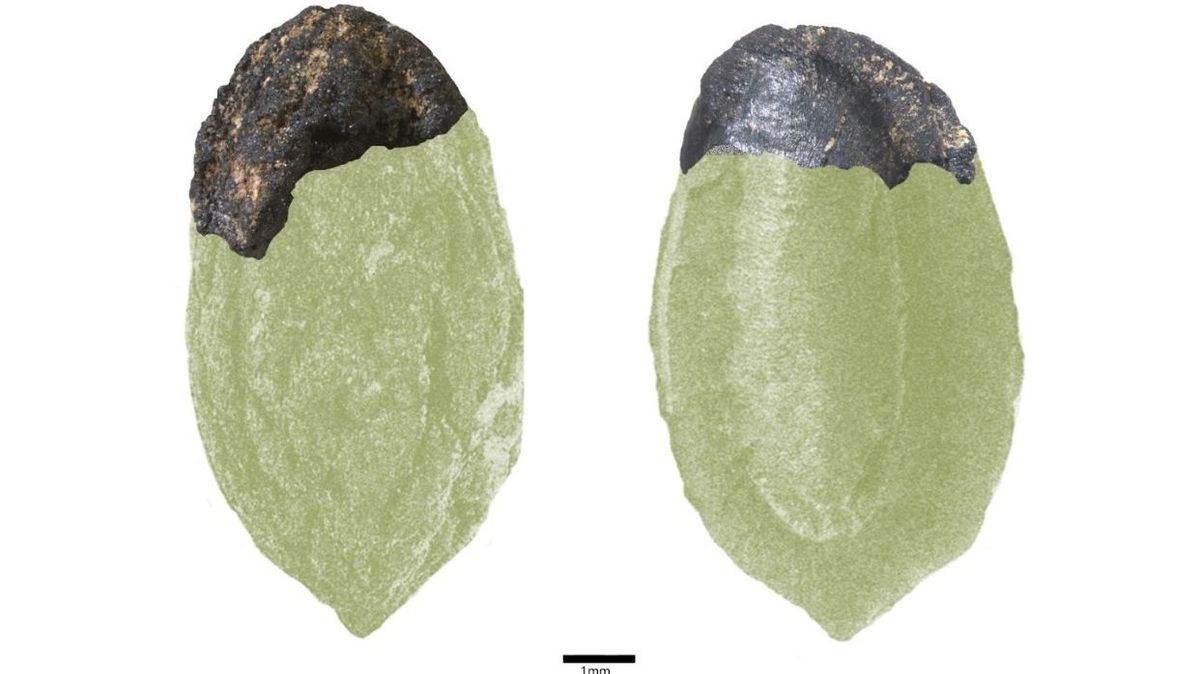 Encuentran restos de un hueso de aceituna de hace 2.400 años en los Vilars de Arbeca Encuentran restos de un hueso de aceituna de hace 2.400 años en los Vilars de Arbeca