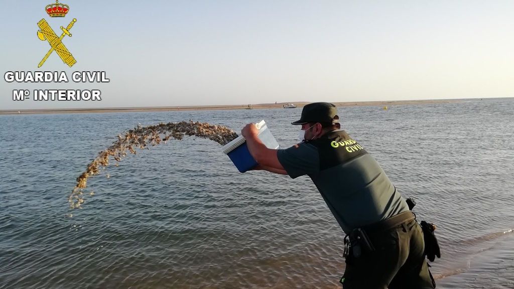 Un agente devuelve las coquinas al mar. Archivo.