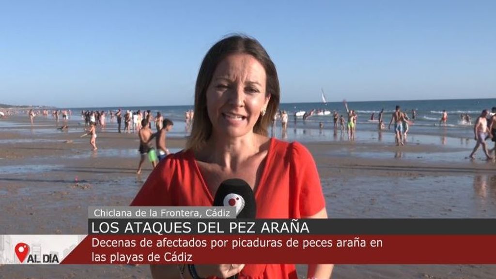 Alerta en las playas de Cádiz por la proliferación del pez araña: qué hacer en caso de picadura