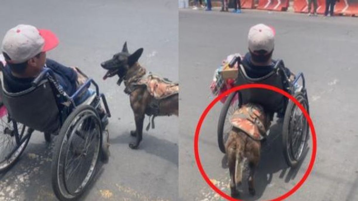 Un perro se hace viral al empujar la silla de ruedas de su dueño, con discapacidad