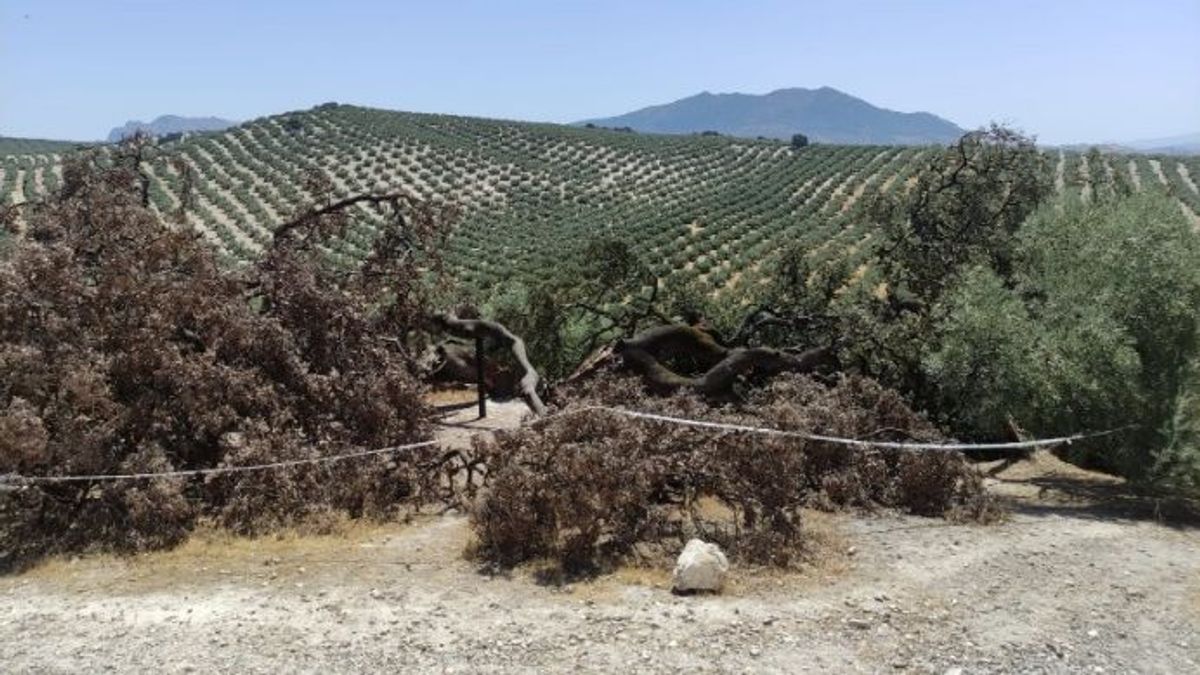 Estado actual de la encina milenaria Rute tras su rotura total Estado actual de la encina milenaria Rute tras su rotura total