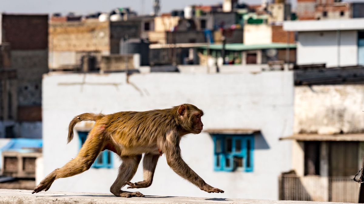 Imagen de archivo de un mono en Delhi, India