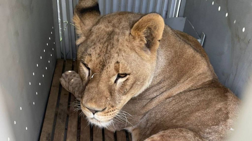 Ruru no dispone de la característica melena de los leones adultos debido a que su dueño lo castró