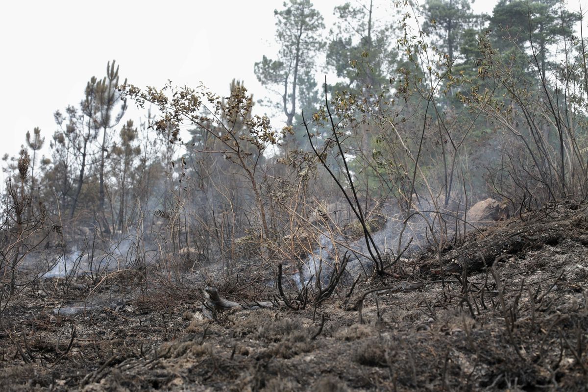 Efectivos durante las labores de extinción de un incendio, a 16 de julio de 2022, en A Pobra do Brollón, Lugo, Galicia. Efectivos durante las labores de extinción de un incendio, a 16 de julio de 2022, en A Pobra do Brollón, Lugo, Galicia.