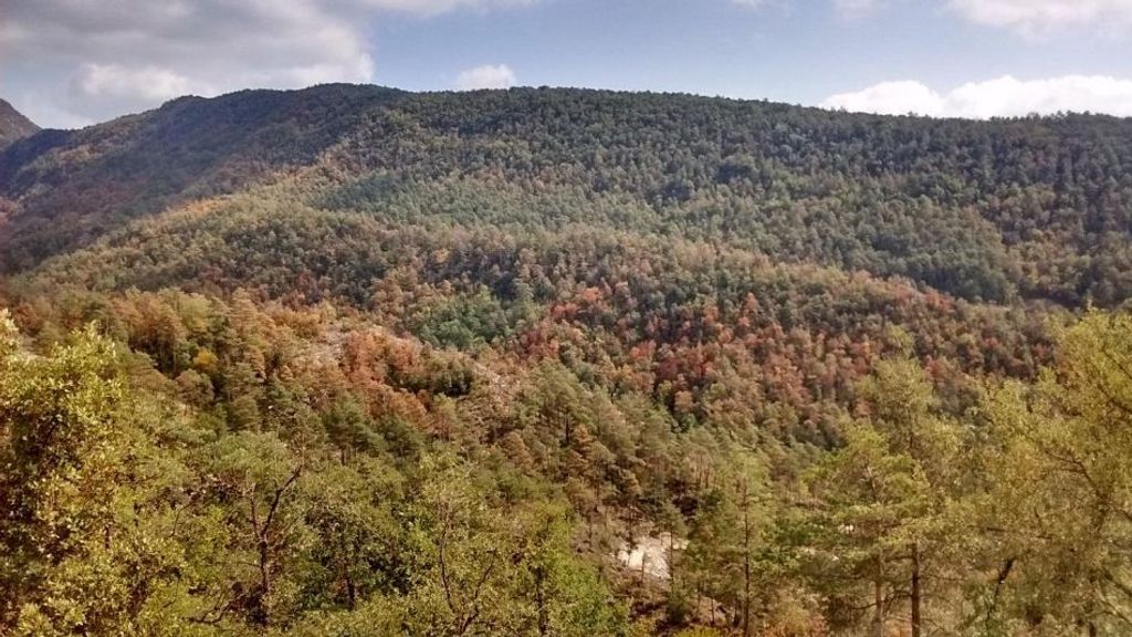 El impacto de la sequía en los bosques catalanes
