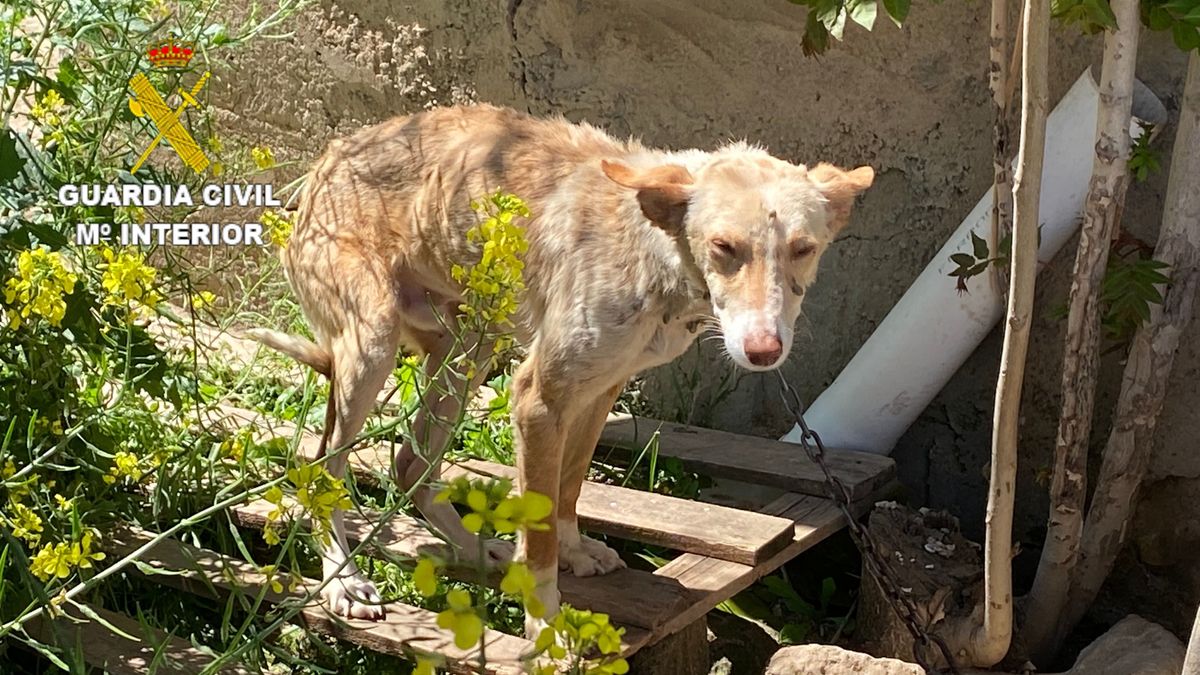 Luz verde al proyecto de ley de bienestar animal que eleva las penas por maltrato y abandono Luz verde al proyecto de ley de bienestar animal que eleva las penas por maltrato y abandono