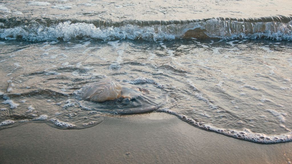 Medusas en la playa