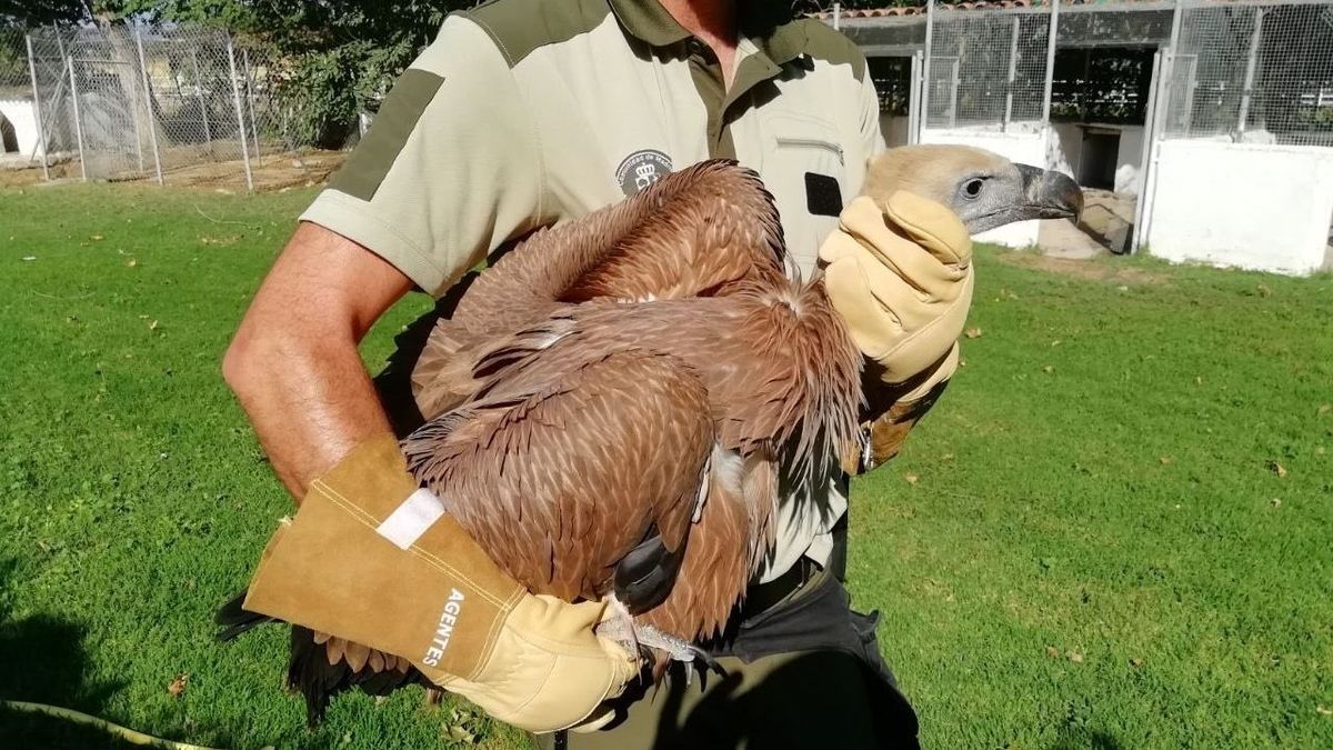 Rescatan en Alcobendas un pollo de buitre que llevaba horas tirado en el suelo Rescatan en Alcobendas un pollo de buitre que llevaba horas tirado en el suelo