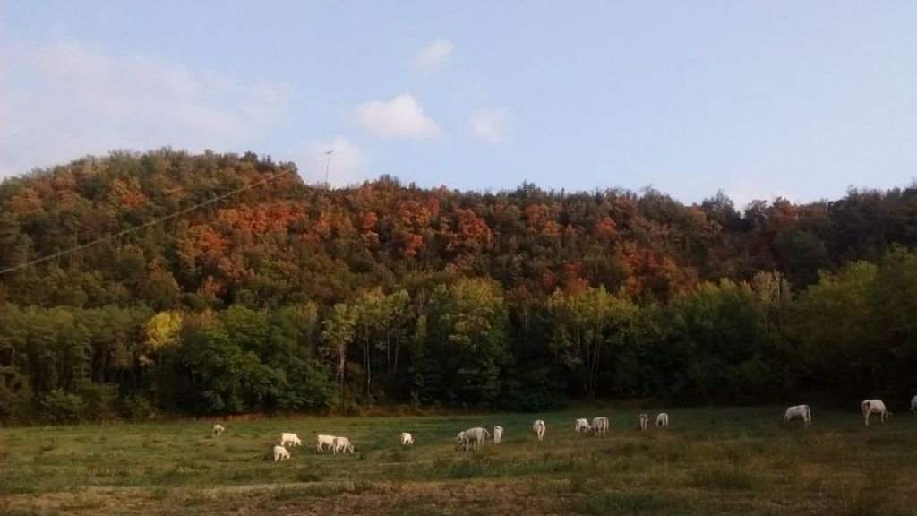 Algunos árboles secos en un bosque de Cataluña