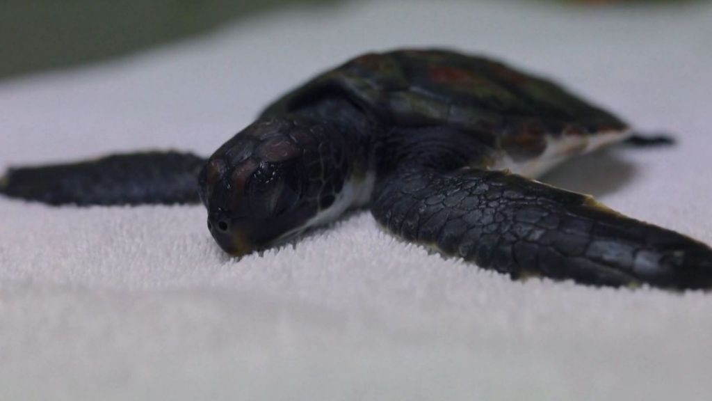 Una pequeña tortuga, imagen del desastre en nuestros océanos: ha pasado seis días defecando plásticos
