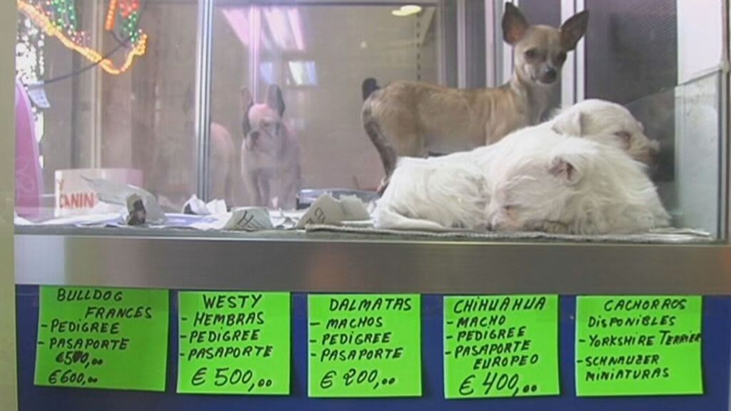 La nueva ley de bienestar animal prohíbe la venta de animales en tiendas