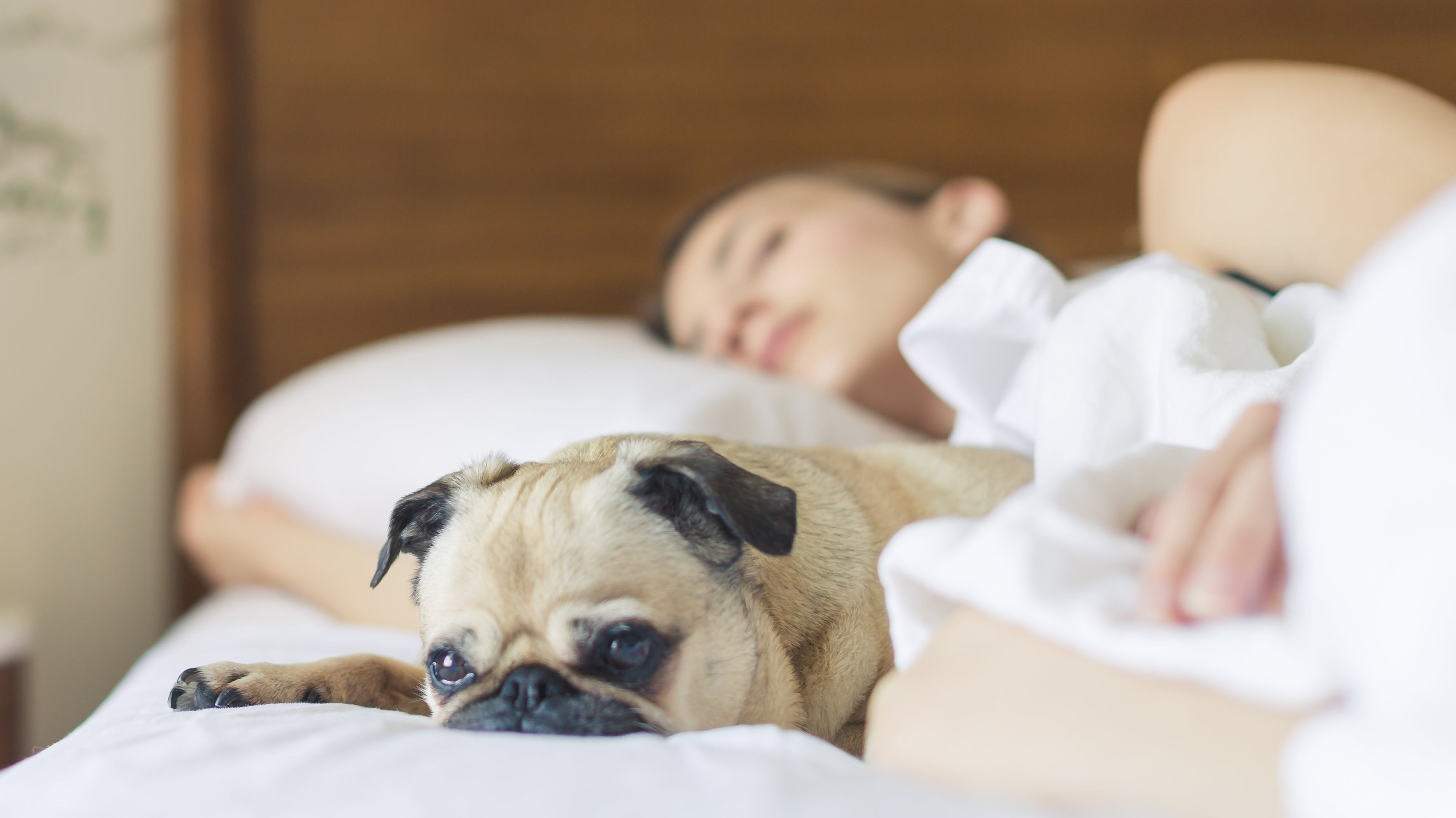 Por qué duermen los perros junto dueños? - Uppers