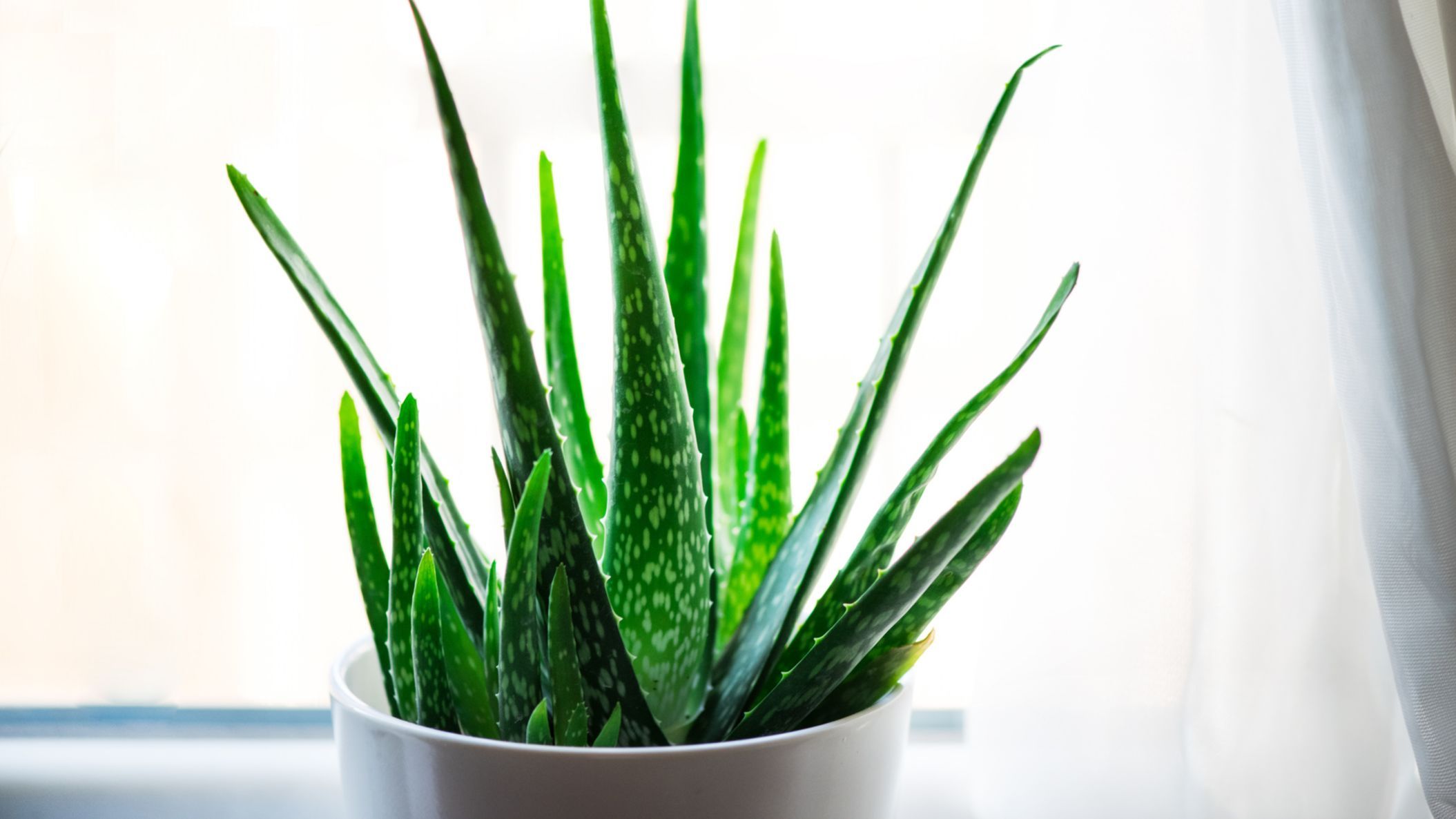 Aloe Vera