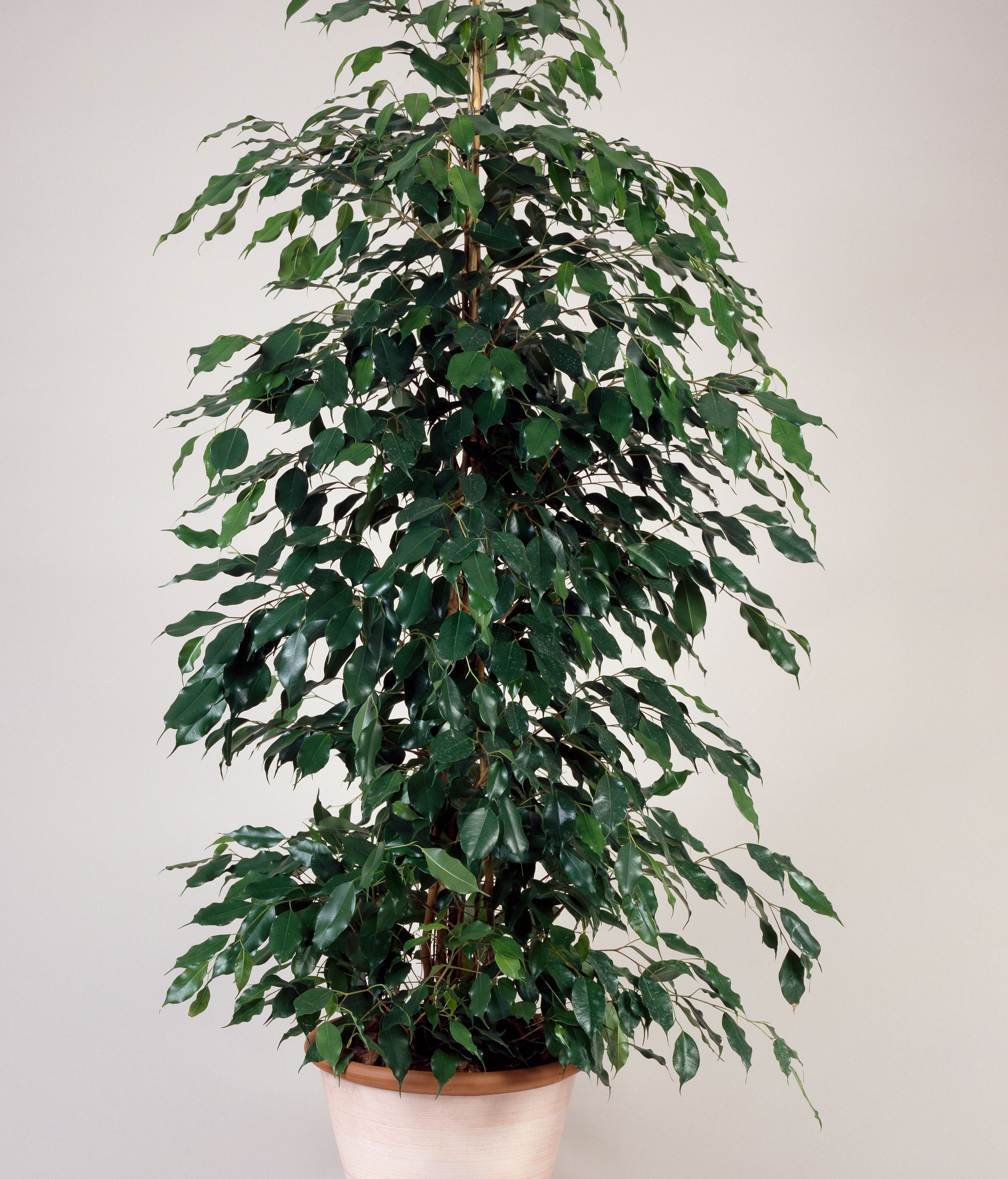 Ficus