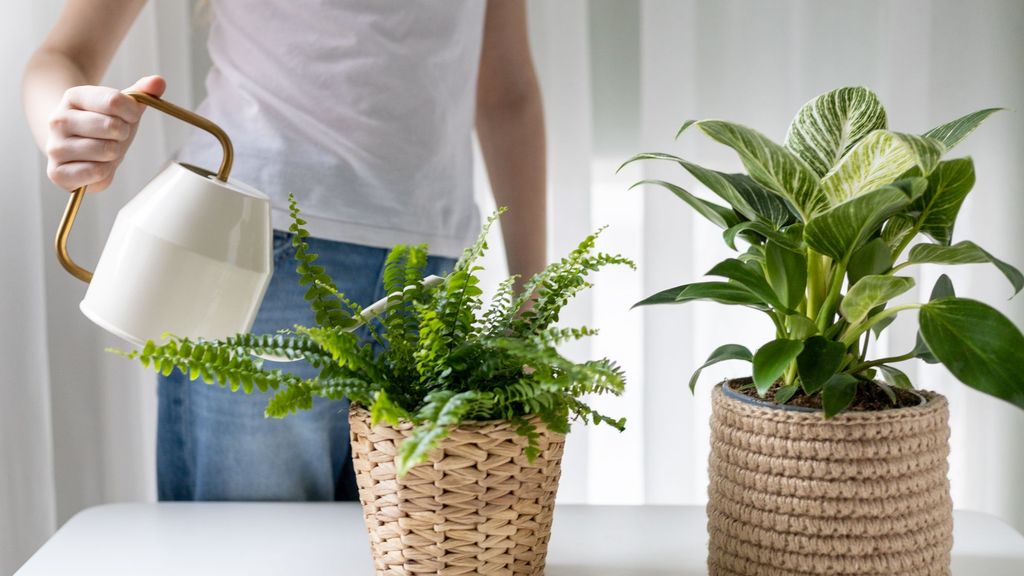 Plantas que ayudan a refrescar la casa cuando hace calor