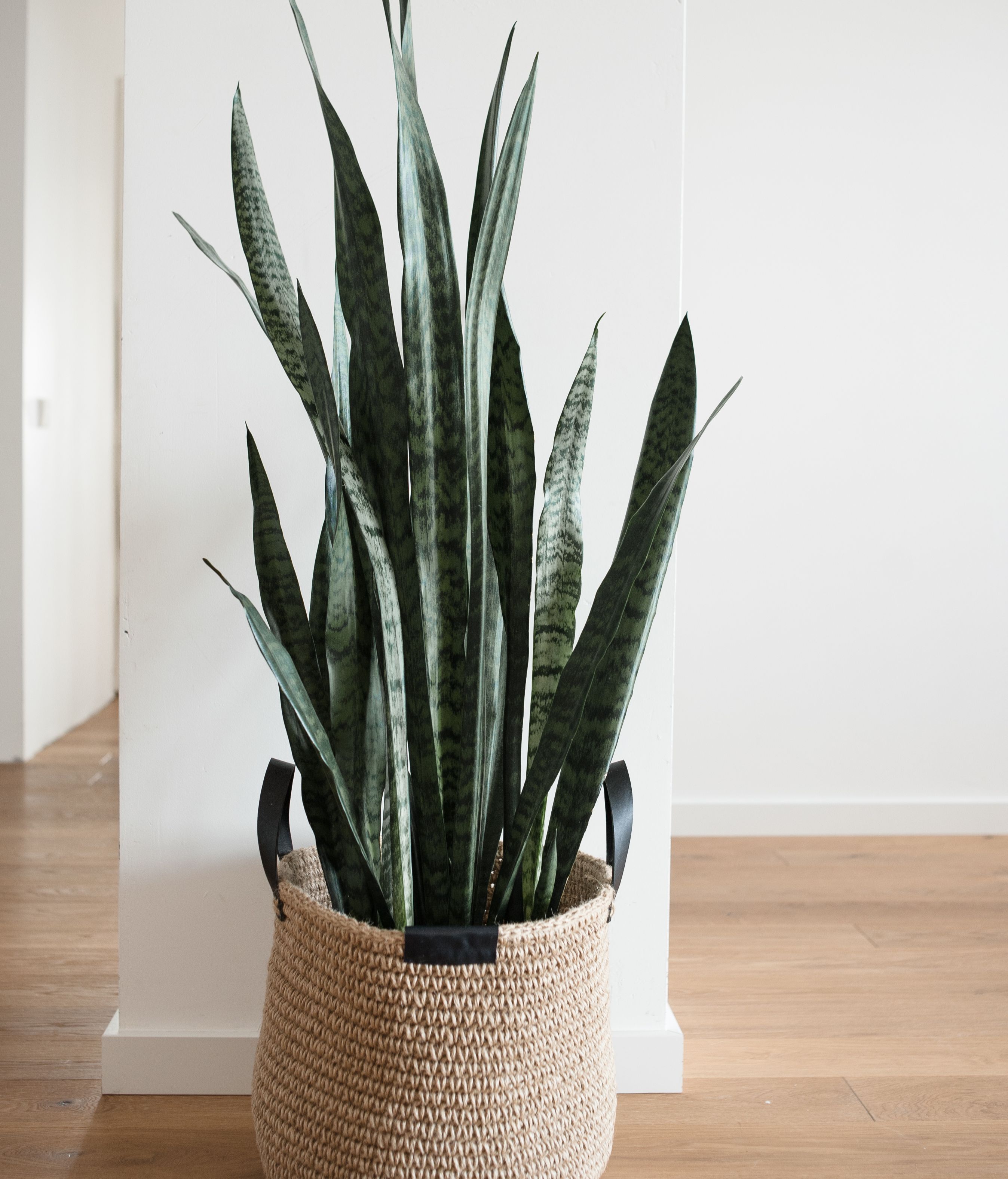 Sansevieria