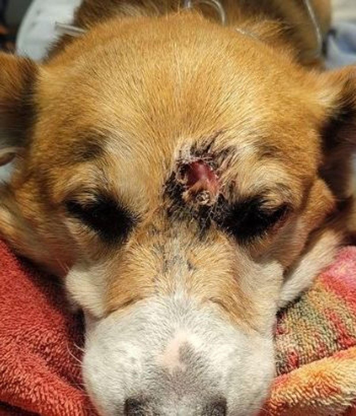 Un perro sobrevive tras recibir un disparo entre los ojos