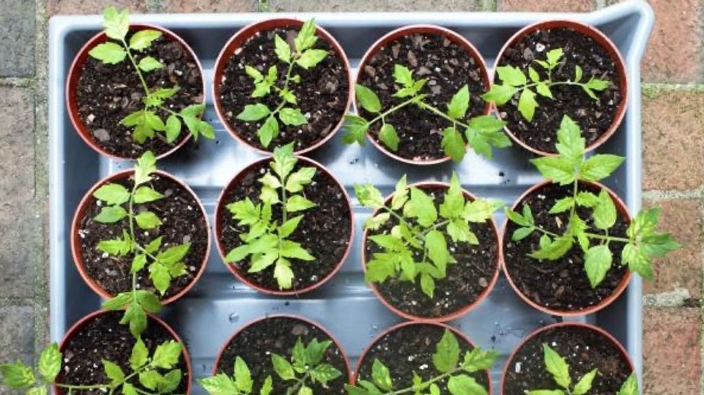 Antes de plantar los tomates habrá que tener claro algunos conceptos básicos.