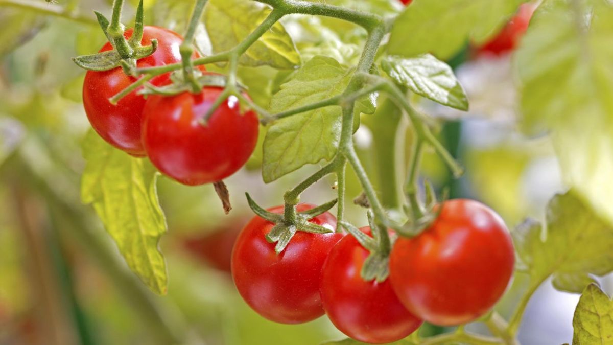 Cómo plantar tomates en casa.