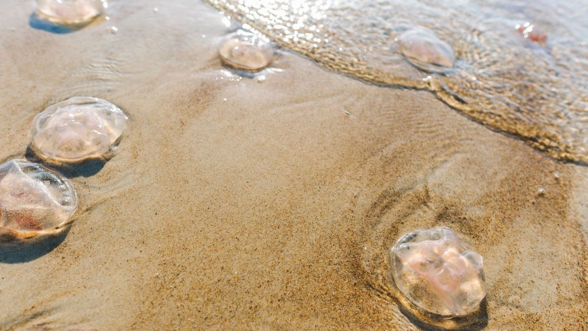 En qué playas de España suele haber más medusas en estas fechas