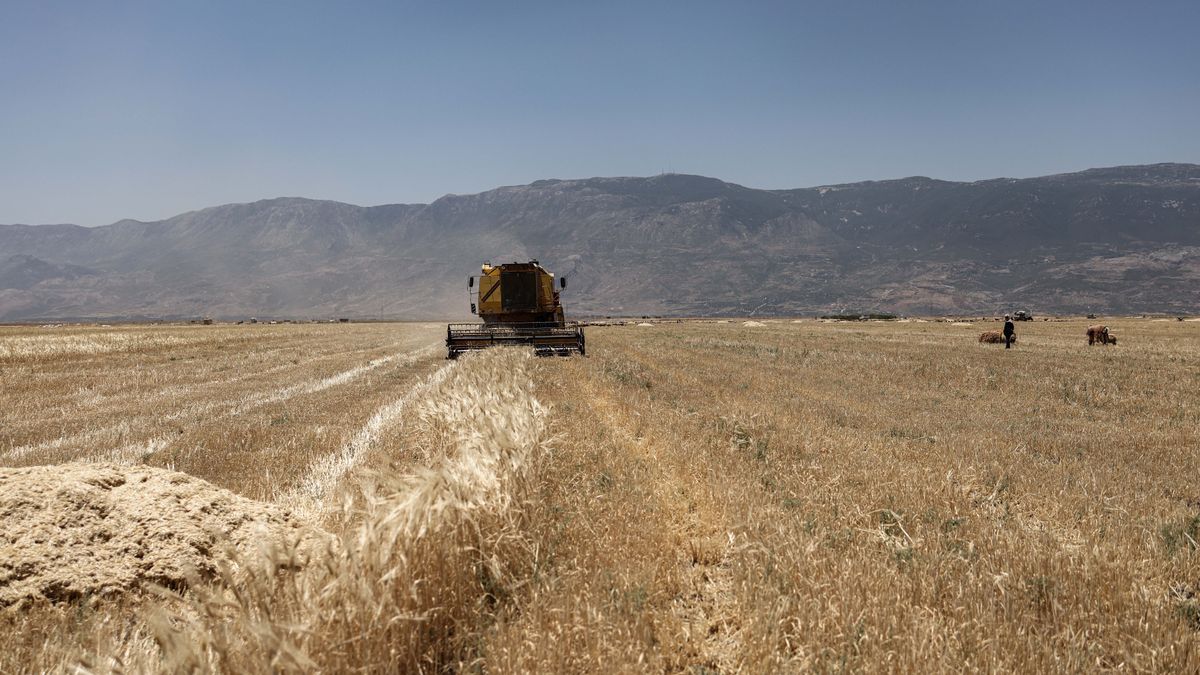 EuropaPress 4518192 11 june 2022 syria hama syrian men operate combine harvester at field EuropaPress 4518192 11 june 2022 syria hama syrian men operate combine harvester at field