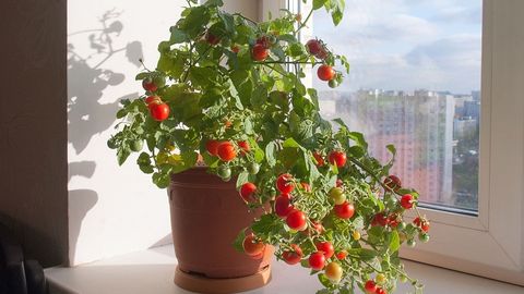 Específico derivación éxtasis Cómo puedo plantar tomates en casa? Los tips necesarios - Divinity