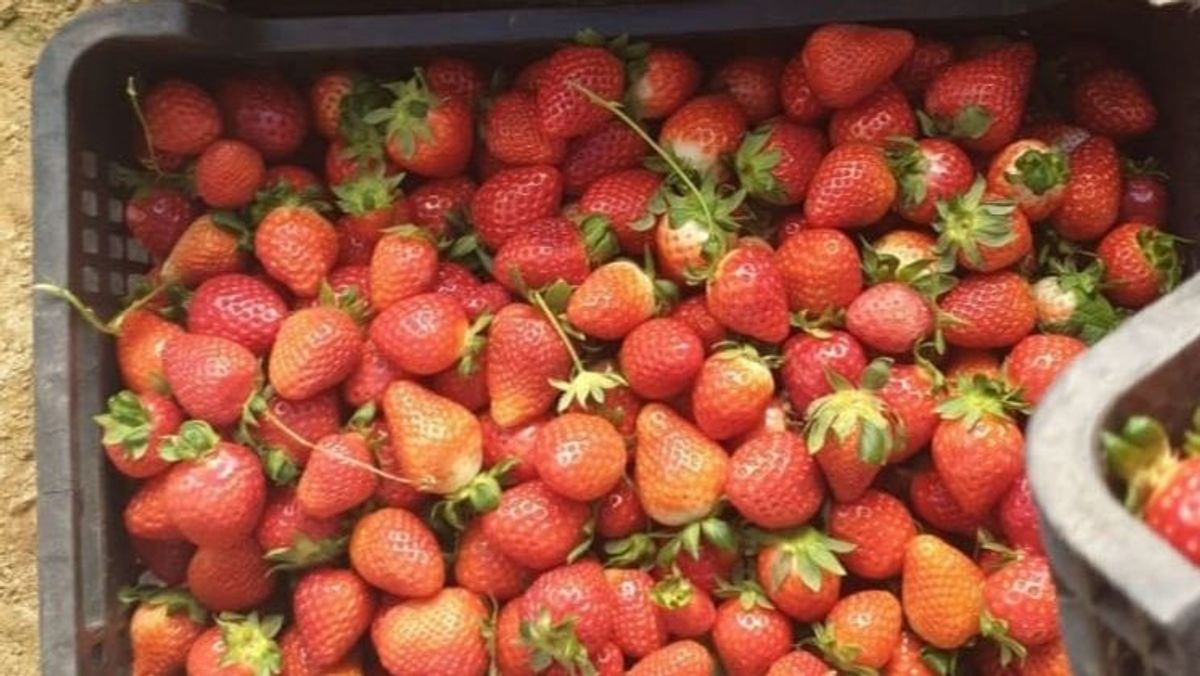 Fresas Fresas