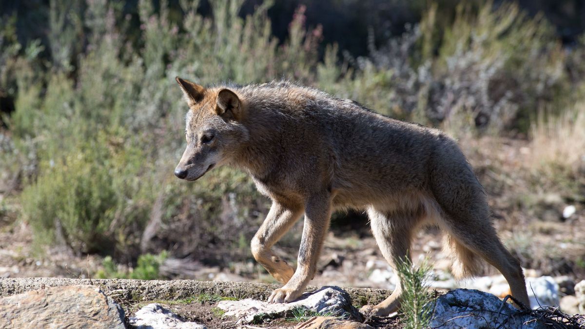 Galicia rechaza que las ayudas del lobo estén sujetas a aceptar la estrategia de protección