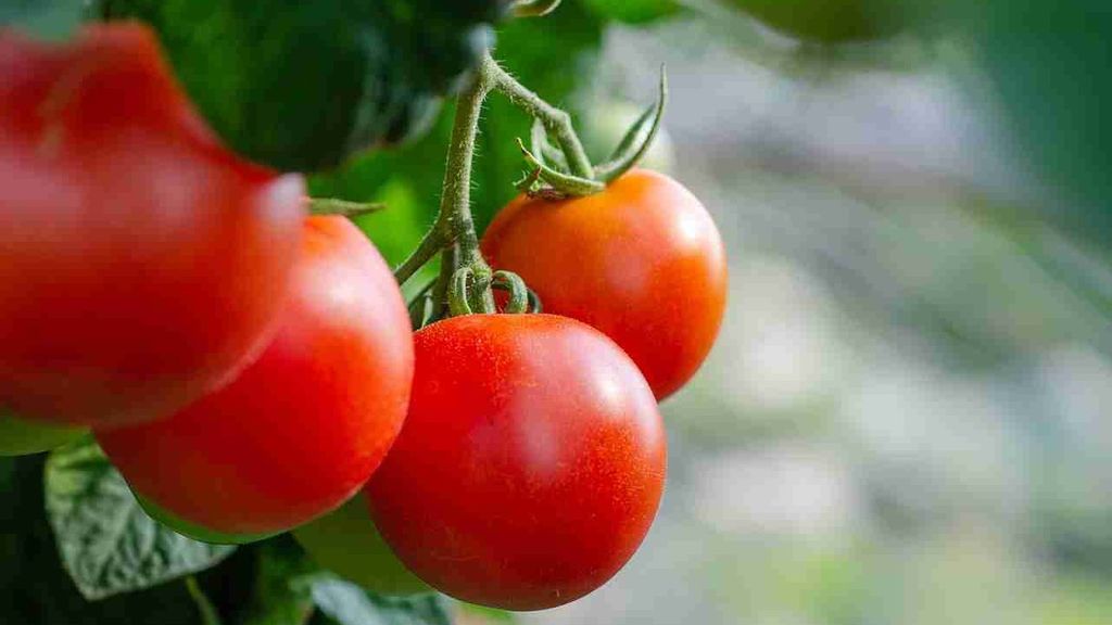 Los tomates podrán sufrir distintas enfermedades o plagas.