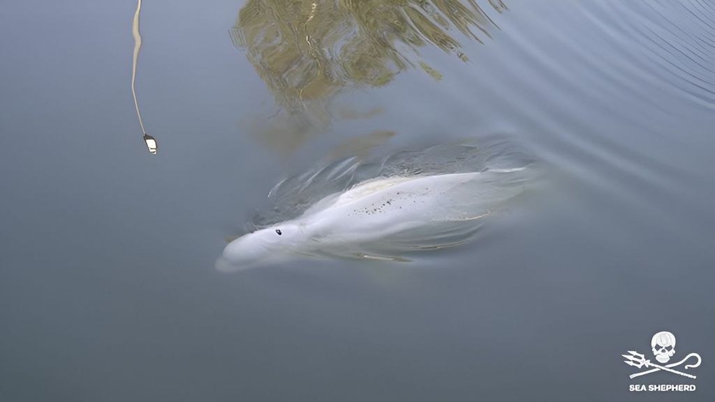 La beluga aparecida en aguas del río Sena se niega a comer