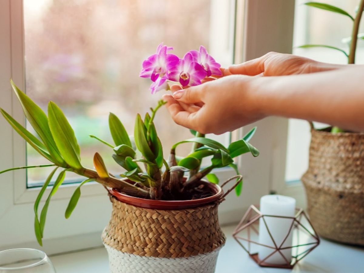 presumir detergente Banzai Cómo cuidar una orquídea en casa sin que se muera - Divinity