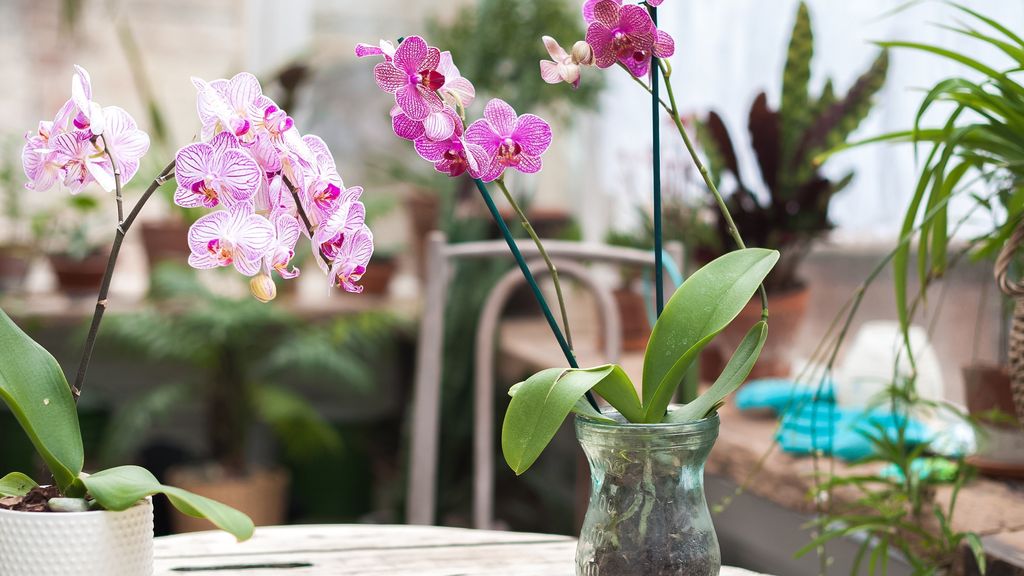Las orquídeas son una de las flores más bonitas que puedes encontrarte.
