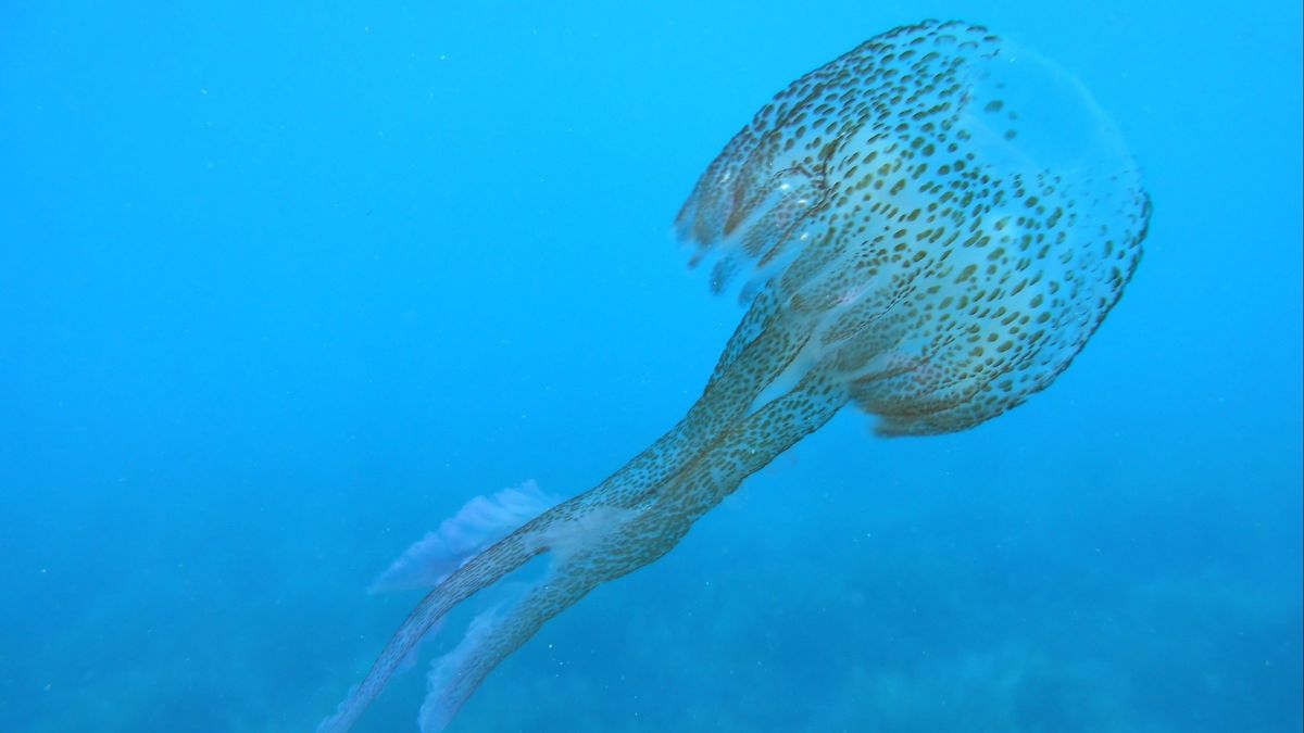 Los alergólogos piden no infravalorar las picaduras de medusas y reportar todos los casos