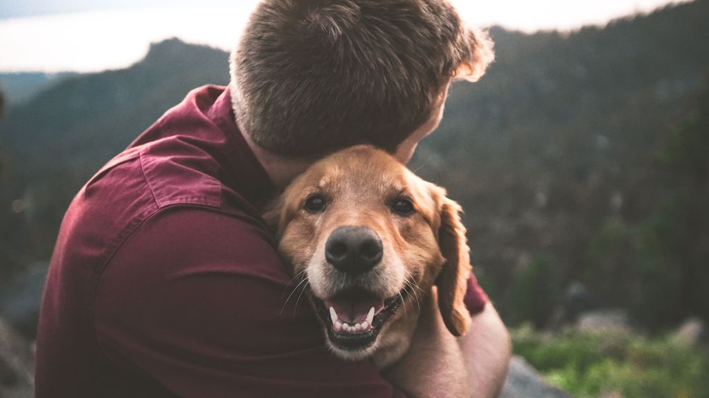 ¿Por qué no hay que abrazar a los perros ?