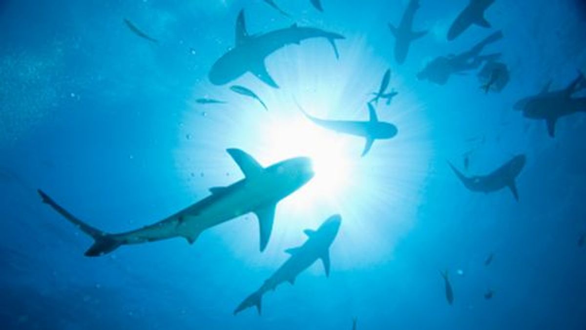 Un niño sufre el ataque de tres tiburones de vacaciones en el Caribe: "Era como una escena de 'Tiburón'"