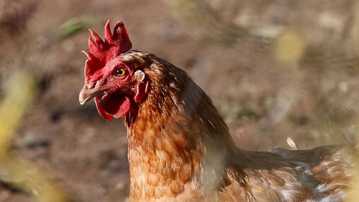 Confirmado un foco de gripe aviar en una explotación de pavos de engorde en Huelva