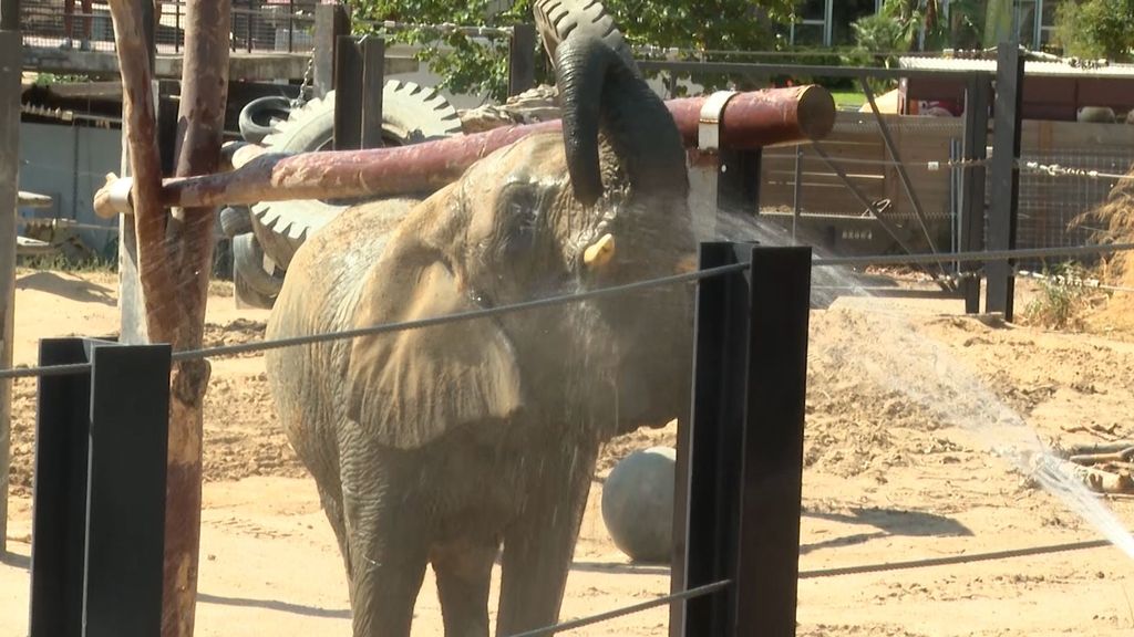 Elefante