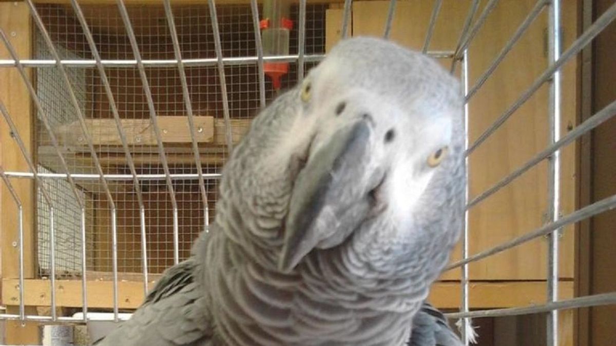 Willy, el loro pesado Willy, el loro pesado