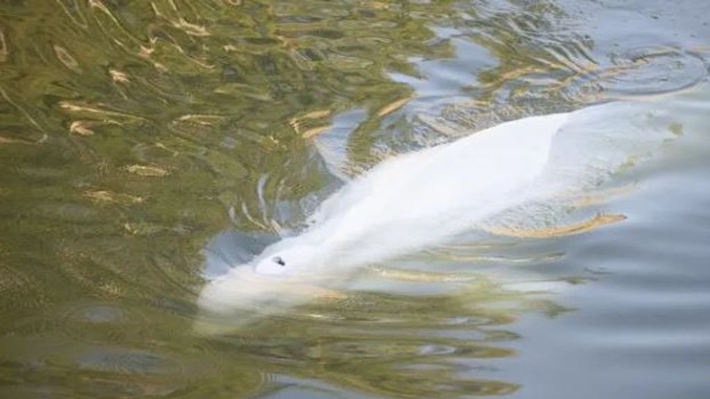 Beluga en el río Sena